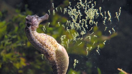 Watch The Cycle of Life. Episode 4 of Season 1.