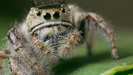 Watch Extremeliest. Episode 6 of Season 1.