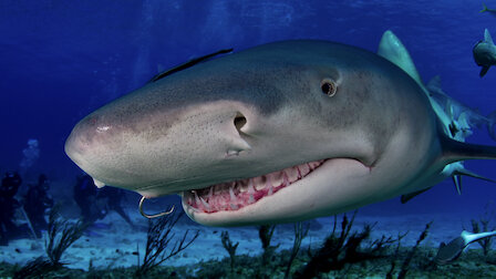 Watch Misunderstood Predators: Part 2. Episode 4 of Season 2.