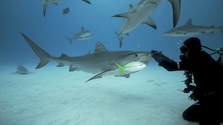 Watch Misunderstood Predators: Part 1. Episode 3 of Season 2.