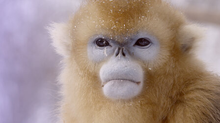 Watch Strangest Things. Episode 1 of Season 1.