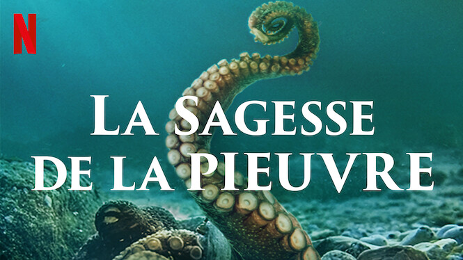 La Sagesse De La Pieuvre Netflix La Sagesse de la pieuvre (2020) - Netflix | Flixable